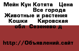 Мейн Кун Котята › Цена ­ 15 000 - Все города Животные и растения » Кошки   . Кировская обл.,Сезенево д.